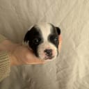 Staffordshire Bull Terrier