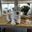 Miniature Schnauzer