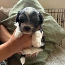 Mix - Maltese/Shih Tzu/Lhasa Apso