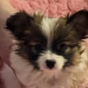 Papillon