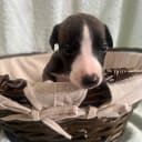 Whippet