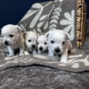 West highland white terrier