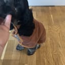 Cocker spaniel