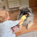 Keeshond