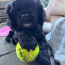 Amerikansk cocker spaniel