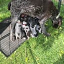 Tysk ruhåret hønsehund