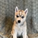 Siberian Husky