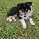 Collie