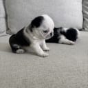 Mops