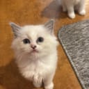 Ragdoll