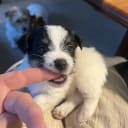 Jack russell terrier