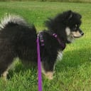 Finsk lapphund