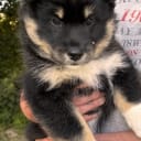 Isländsk Fårhund