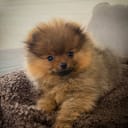 Pomeranian