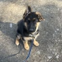 Tysk Schäferhund