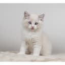 Ragdoll