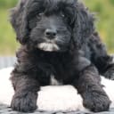 Bernedoodle