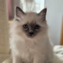 Birman