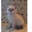 Ragdoll