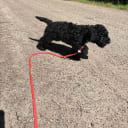 Cockerpoo