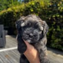Bichon havanais
