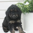 Aussiedoodle