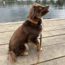 Miniature american shepherd