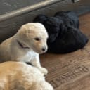 Goldendoodle