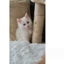 Kurilean Bobtail Longhair