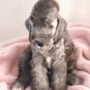 Bedlingtonterrier
