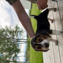 Beagle
