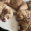 Cockapoo