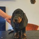 Dachshund
