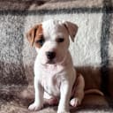 American Staffordshire Terrier