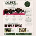 Tibetansk terrier