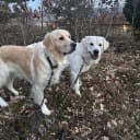 Golden retriever