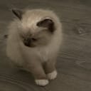 Ragdoll