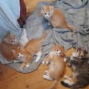 Sibirisk katt