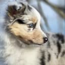 Shetland Sheepdog