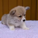 Welsh corgi pembroke