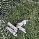 Cocker spaniel