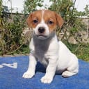 Jack russell terrier