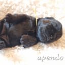 Affenpinscher