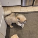 Alaskan Malamute