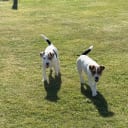 Jack russell terrier