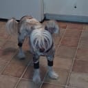 Chinese Crested Dog