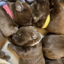 Labrador retriever