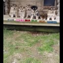 Alaskan Malamute