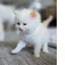 Sibirisk katt