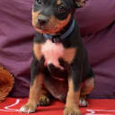 American Hairless Terrier